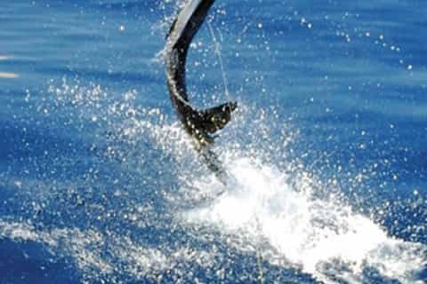 Expedição de pesca em alto mar em Acapulco