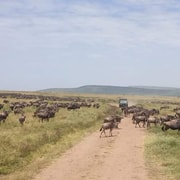 3D Daagse Safari Serengeti En Ngorongoro Krater Midrange Lodge