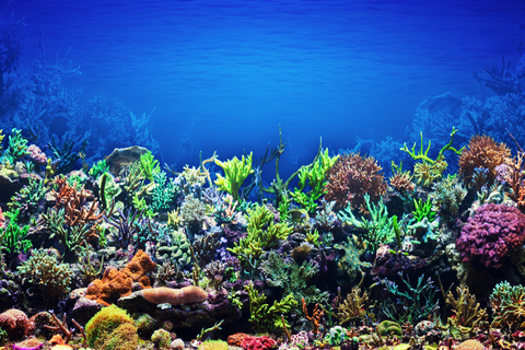 Coron: Apo Reef and Busuanga Freediving Expedition Tour