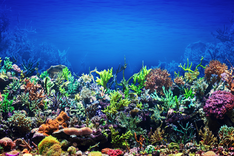 Coron: Apo Reef and Busuanga Freediving Expedition Tour