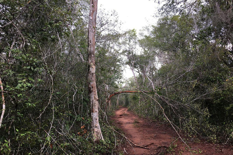 Malindi/Watamu: Half day adventure in Arabuko Sokoke Forest