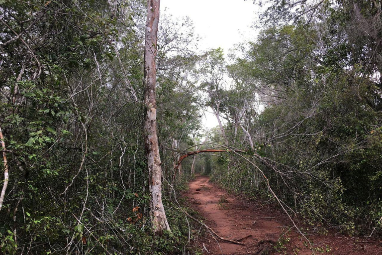 Malindi/Watamu: Half day adventure in Arabuko Sokoke Forest