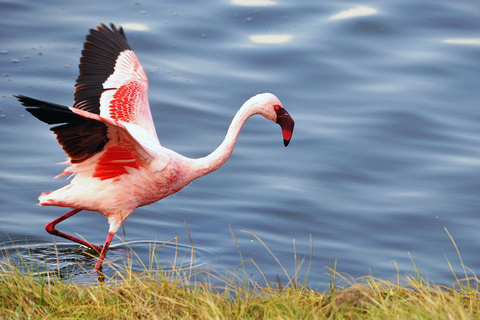 Hisnande dagsutflykt till Lake Manyara National Park