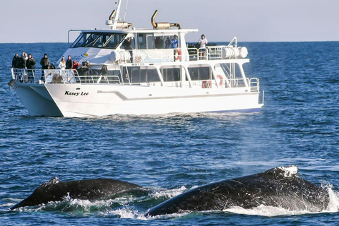 Melbourne: Phillip Island Dolphin and Whale Watching Tour