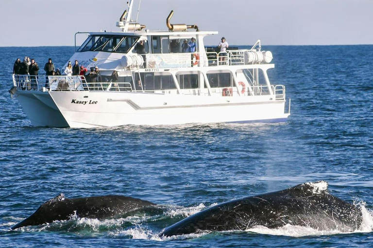 Melbourne: Phillip Island Dolphin and Whale Watching Tour
