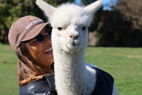 From Christchurch: Alpaca Farm Tour with Feeding and Guide