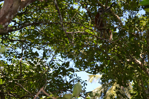 3 hours Jozani Monkey Spotting and Mangroves walking Tours