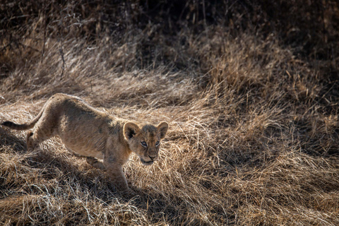 Safari privato di 2 giorni di fascia media: Ngorongoro e KilimanjaroSafari privato di 2 giorni di fascia media: Ngorongoro e Kilimangiaro