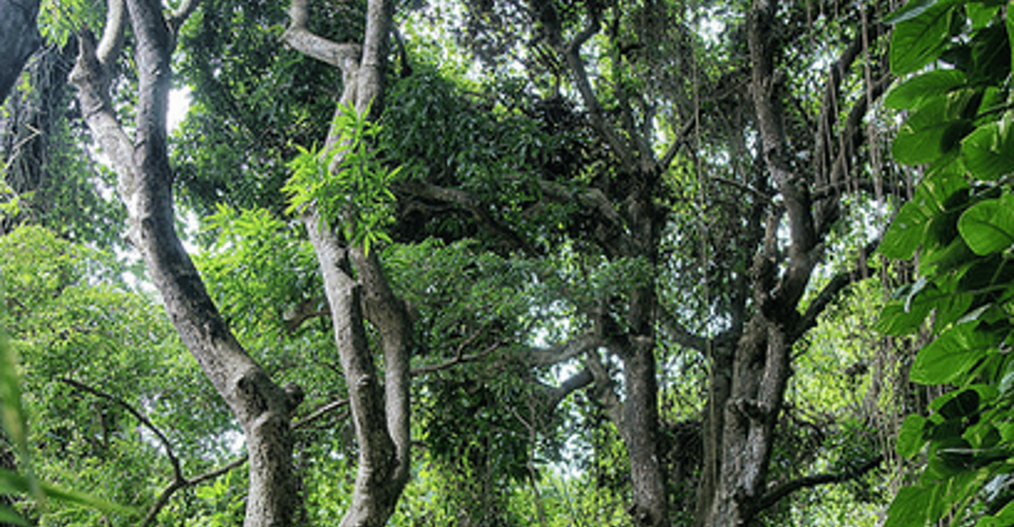 St Kitts Half Day Rainforest Tour from Basseterre - Housity