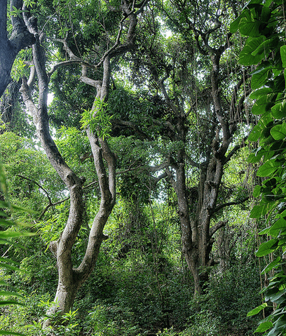 St Kitts Half Day Rainforest Tour from Basseterre | GetYourGuide