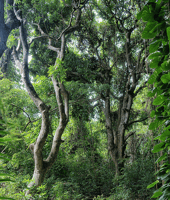 St Kitts Half Day Rainforest Tour from Basseterre - Housity