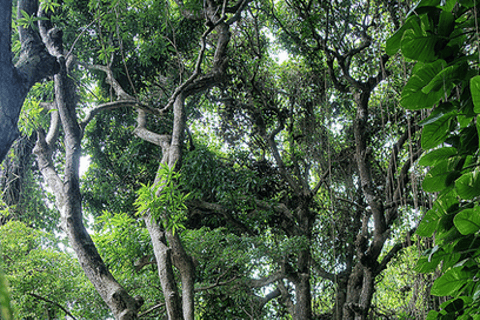 Tour de medio día a la selva tropical en San Cristóbal desde Basseterre