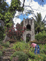 St Kitts Half Day Rainforest Tour from Basseterre - Housity