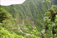 St Kitts Half Day Rainforest Tour from Basseterre - Housity