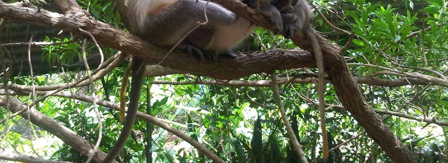 Barbade : visite privée personnalisée de l'île de 4 heures