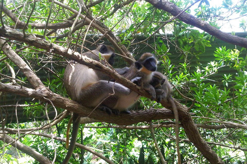 Barbados: 4,5 uur durende privé-aangepaste eilandtour