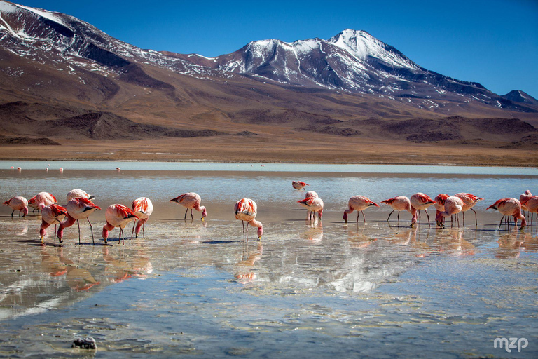 Wycieczki prywatne Uyuni Salt Flats 3 dni