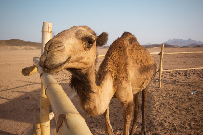 Hurghada : safari de 6 heures en jeep dans le désert, dîner et spectacleHurghada : safari de 6 h dans le désert, dîner et spectacle