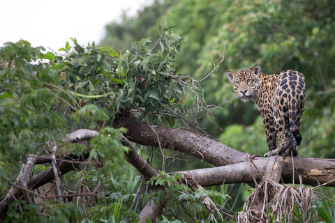 Von Iquitos | Pacaya Samiria Reserve Expeditionen