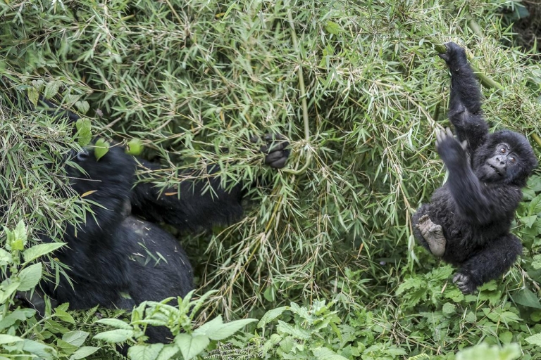 1 jour de suivi des gorilles au Rwanda dans le parc national des Volcans
