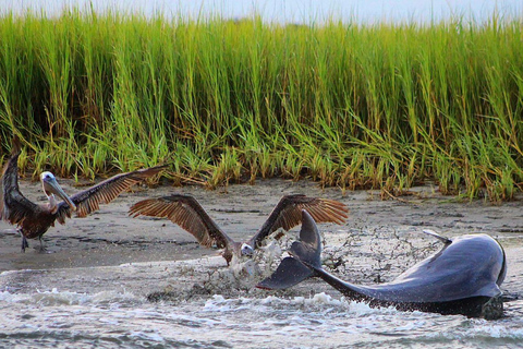 Folly Beach Dolphin Viewing Boat Excursion