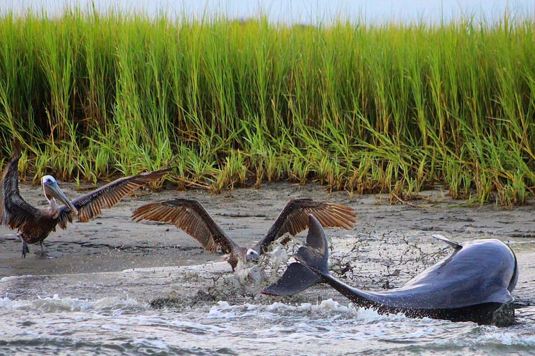 Folly Beach Dolphin Viewing Boat Excursion