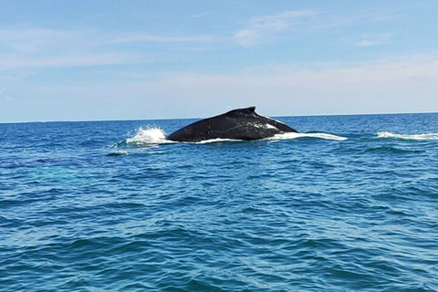 Panama City: Whale Watching Tour with Island Stop