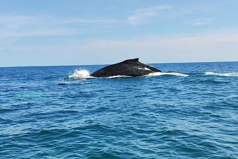 Panama City: Whale Watching Tour with Island Stop
