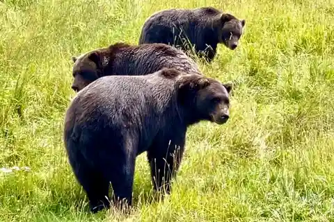 Anchorage: Bears, Beers, and Glacier Tour