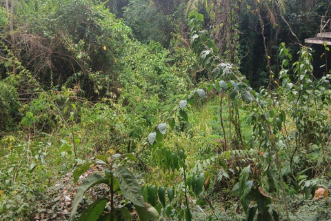 St Kitts: Panaramic Rainforests and Beach Excursions
