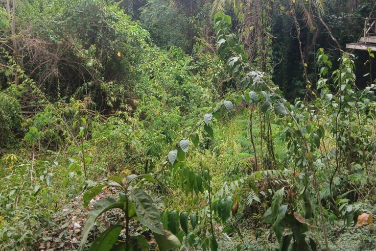 St Kitts: Panaramic Rainforests and Beach Excursions