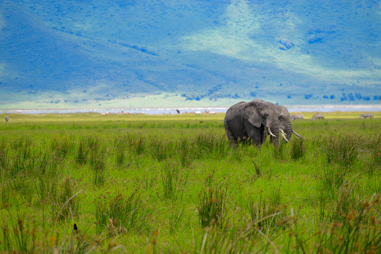 Arusha: Ngorongoro Crater Full-Day Safari Ngorongoro Crater: Full Day Safari