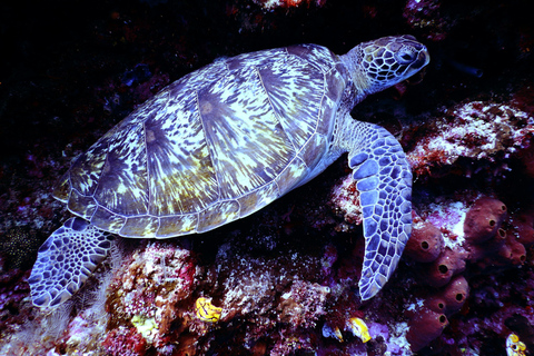 Mirissa: Night Snorkeling with Sea Turtles & Coral Reefs Night Snorkeling