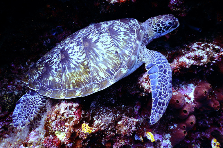 Mirissa: Night Snorkeling with Sea Turtles & Coral Reefs Night Snorkeling