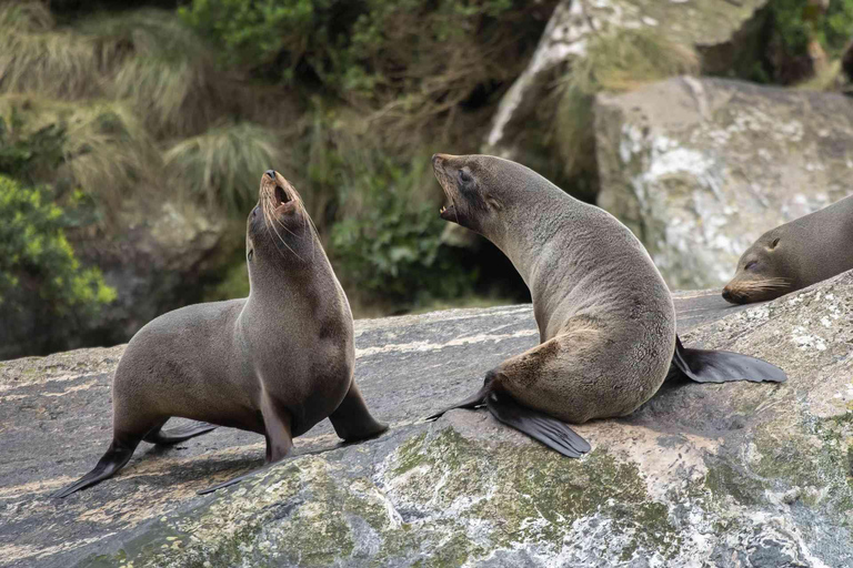 Tour di un giorno intero e crociera Premium nel Milford Sound