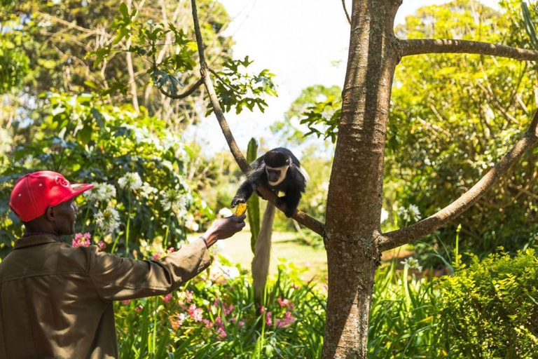 Tour de día completo por la Granja de Té Kiambethu