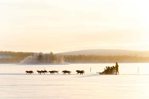 Rovaniemi: Insider 10 km Husky Sled Ride