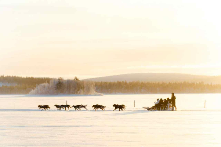 Rovaniemi: Insider 10 km Husky Sled Ride