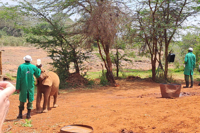 Nairobi: Orfanotrofio degli elefanti e delle giraffe David Sheldrick ...