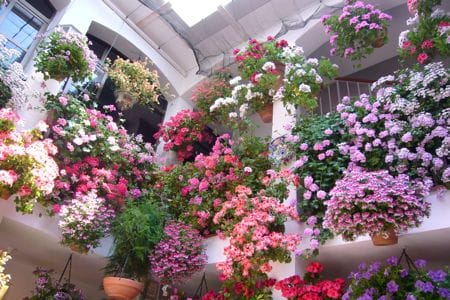Córdoba: Patios & Perfumes Walking Tour of 8 or More Patios