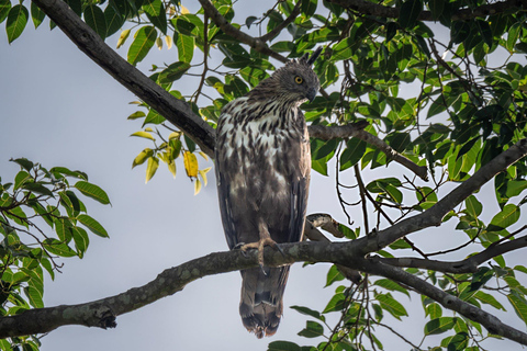 From Galle: Udawalawe National Park Elephant Safari