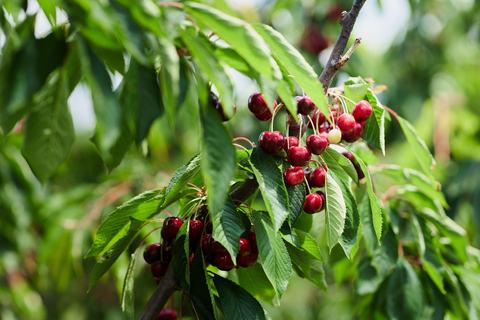 Puffing Billy Steam Train, Cherry Picking and Chocolate Tour