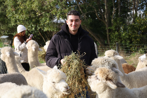 From Christchurch: Alpaca Farm Tour with Feeding and Guide