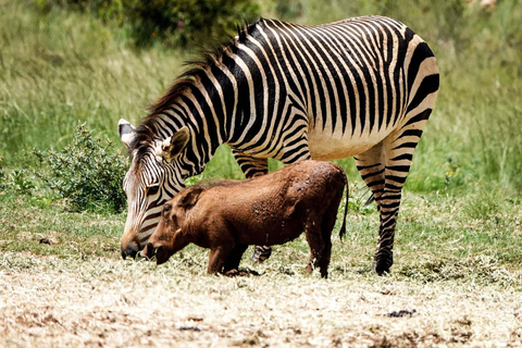 Johannesburg: Rhino and Lion Nature Reserve Half-Day Tour Private Tour Rate