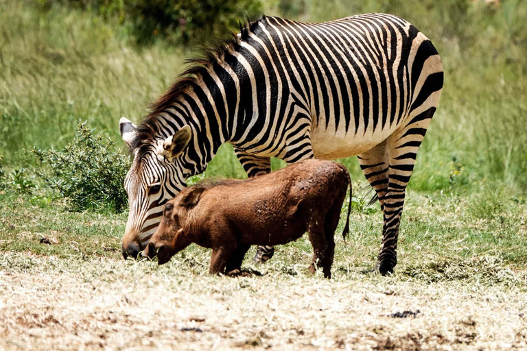 Johannesburg: Rhino and Lion Nature Reserve Half-Day Tour Private Tour Rate