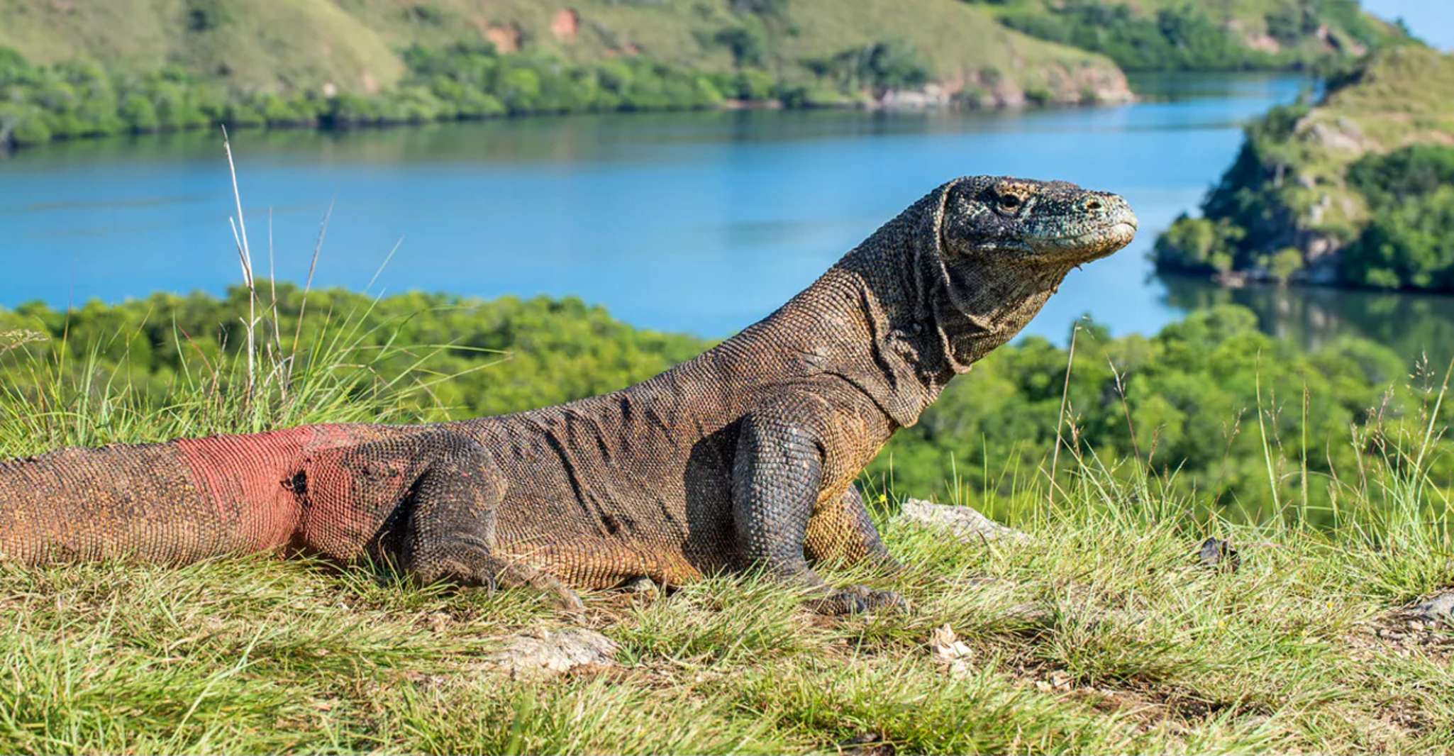 L'île de Komodo, visite d'une journée de Dragons et d'Îles de Komodo - Hizvo