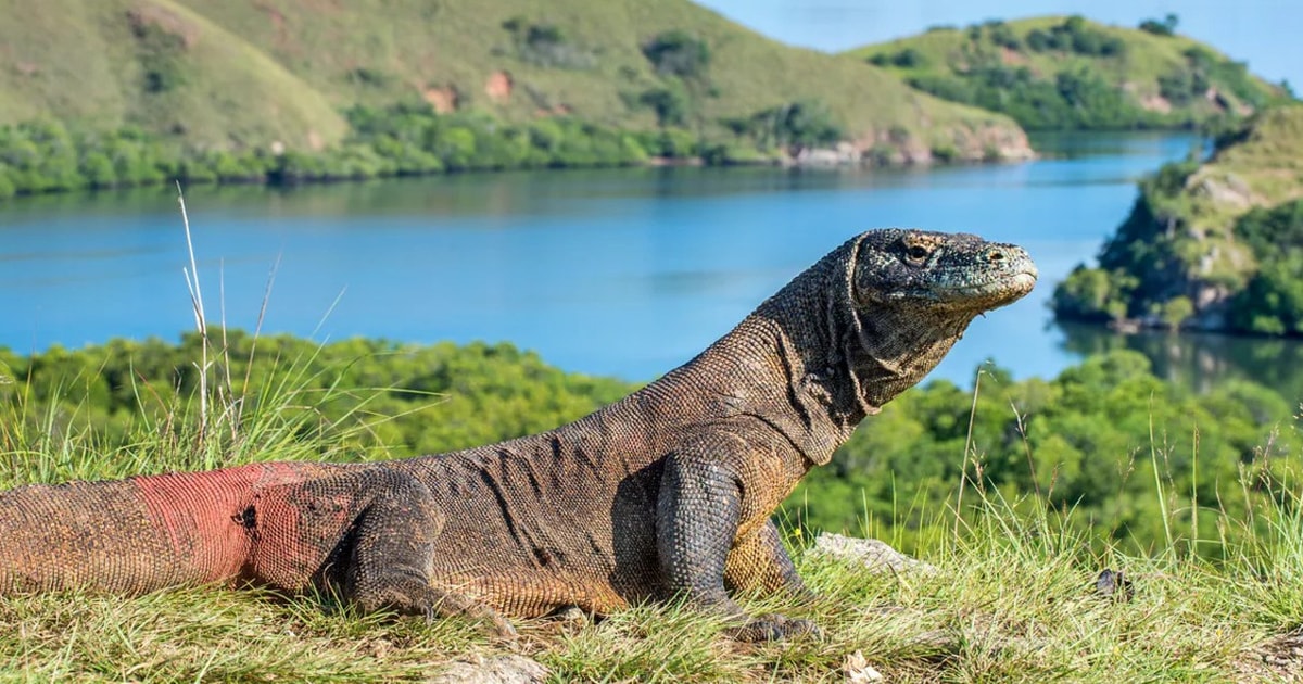 tour komodo 1 giorno