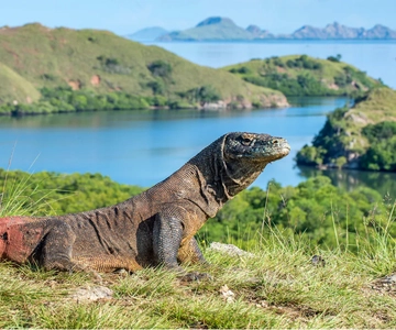 Komodo-eiland: Komodovaranen en eilanden-dagtour