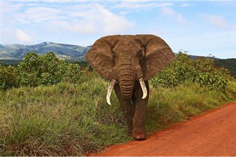 Maun: Excursión de 6 días a Okavango, Savuti, Chobe y Cataratas Victoria