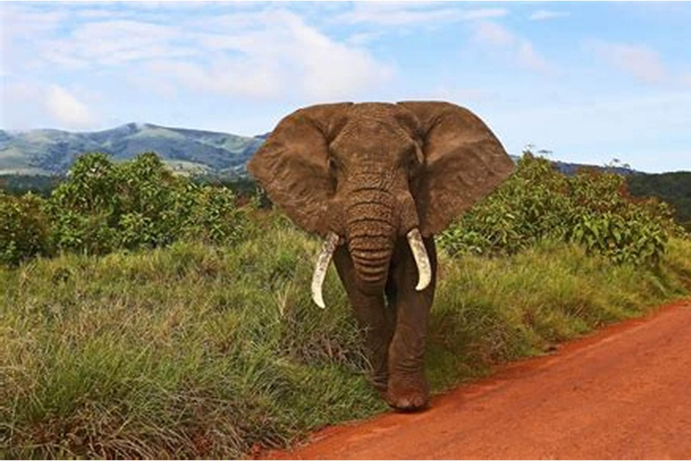 Maun: Excursión de 6 días a Okavango, Savuti, Chobe y Cataratas Victoria